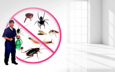 نصائح شاملة للتنظيف ومكافحة الحشرات