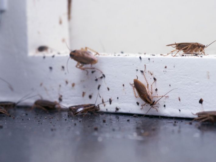 كيف تتخلصين من الحشرات الزاحفة